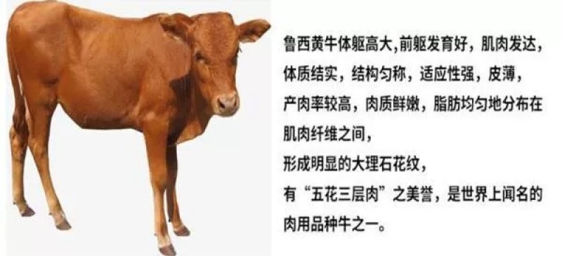 肉牛犊西门塔尔小牛出售小牛犊活体鲁西黄牛犊6个月西门塔尔