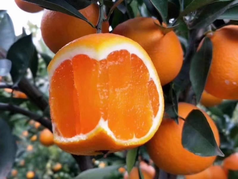伦晚脐橙春橙纯甜化喳树上鲜果先摘现发质量保证坏果包赔