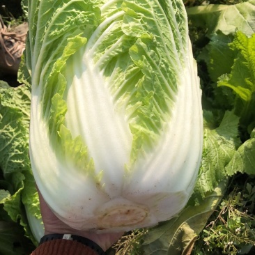 145大白菜好货个大需要联系我
