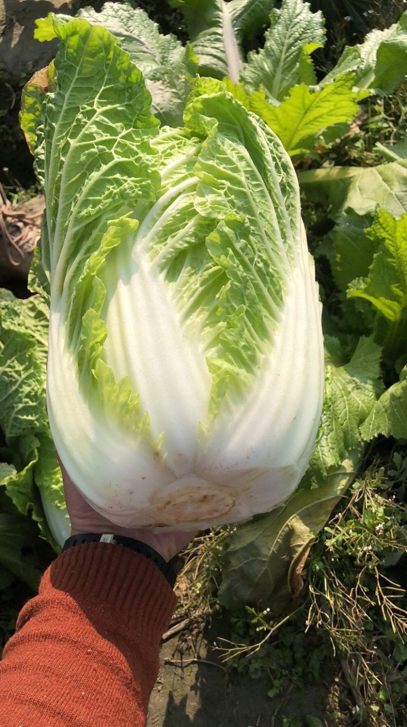 145大白菜好货个大需要联系我
