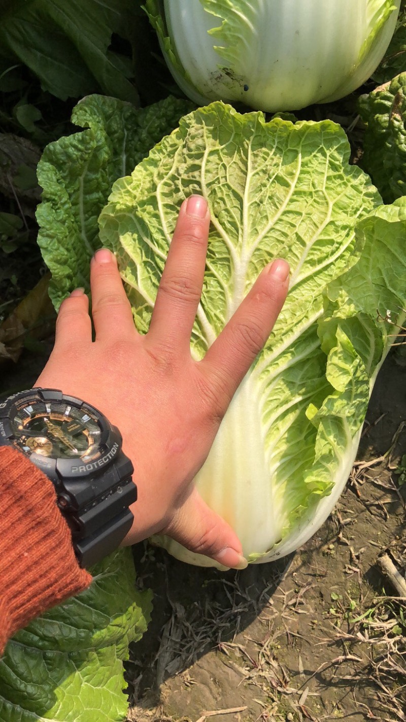 145大白菜好货个大需要联系我