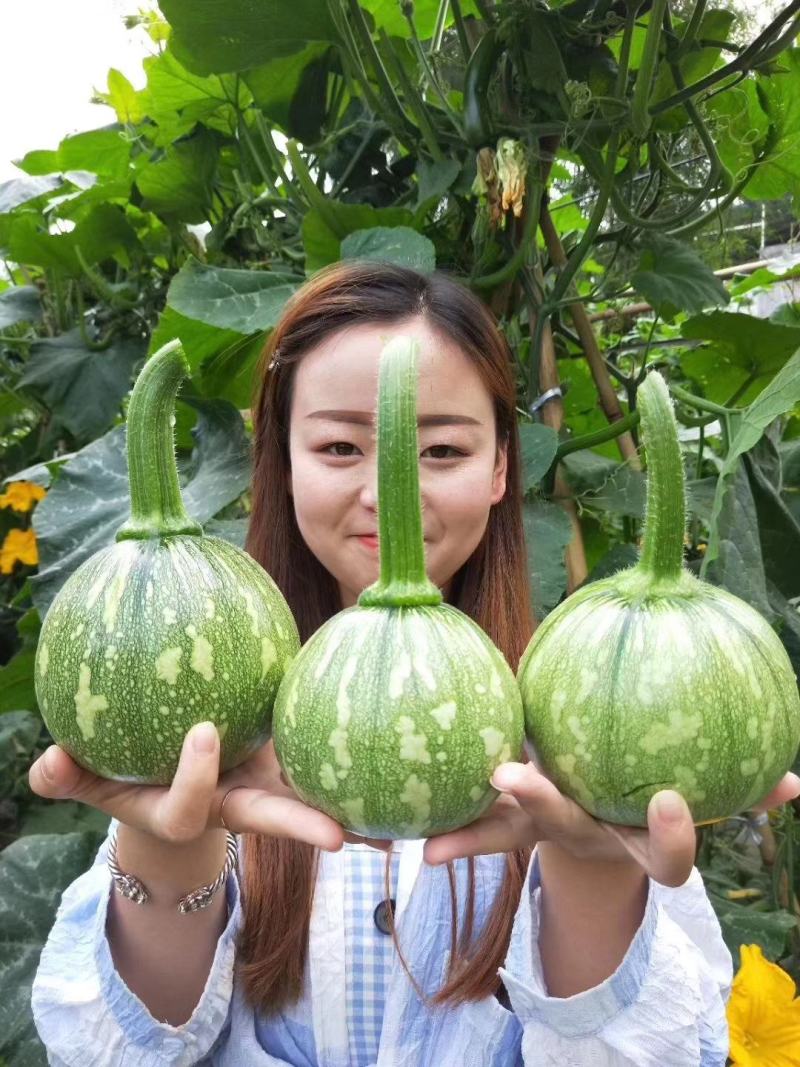 小南瓜种子多早四号漂亮的白花皮开花早抗病高产
