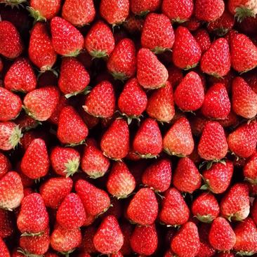 红颜草莓，原产地自家种植，也可代办代收