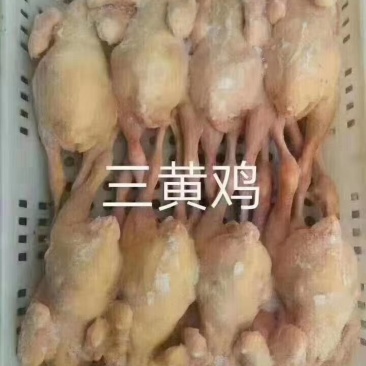 三黄鸡，老母鸡，各种鸡副产品，大量现货价格便宜，欢迎咨询