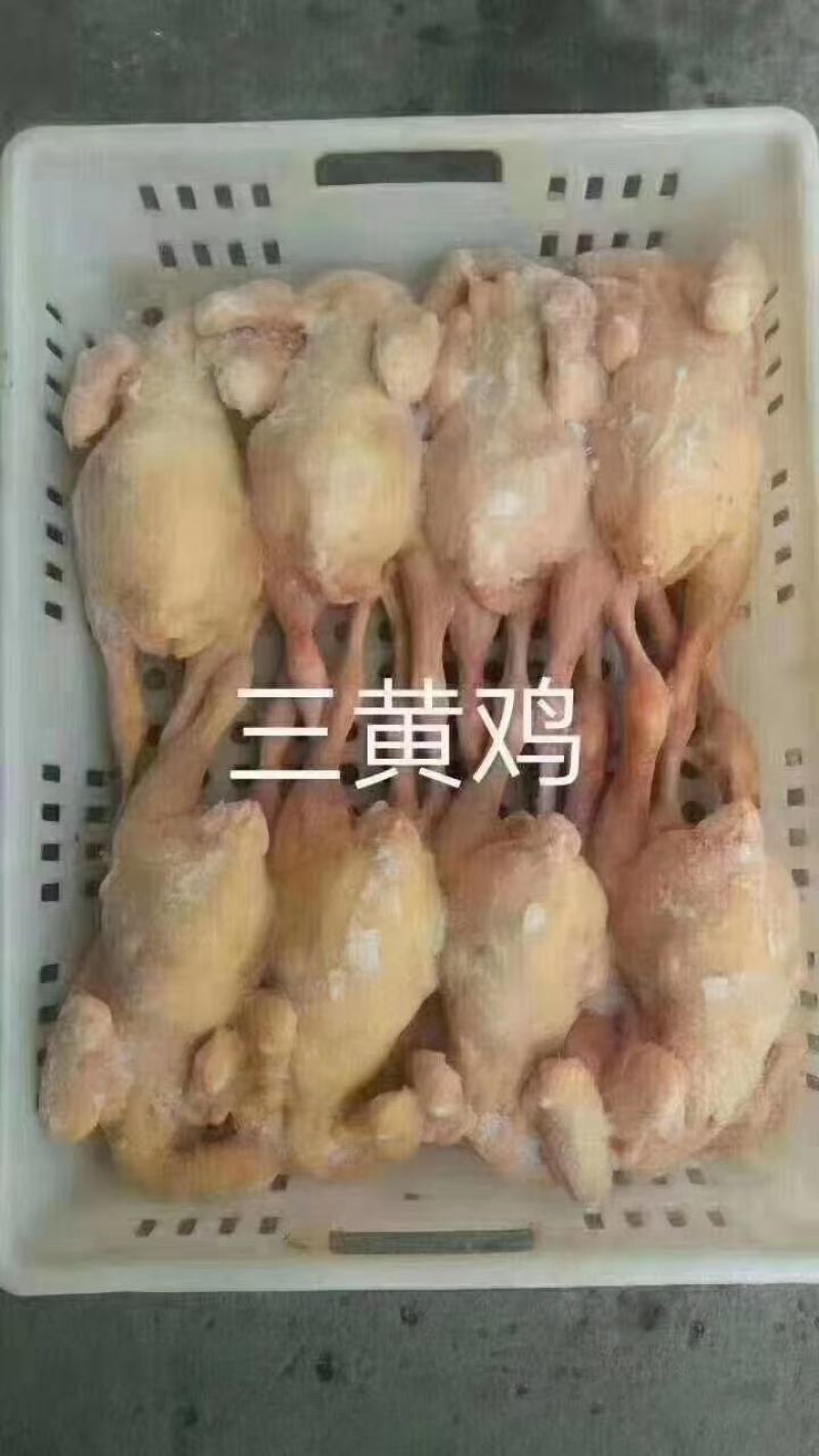 三黄鸡，老母鸡，各种鸡副产品，大量现货价格便宜，欢迎咨询