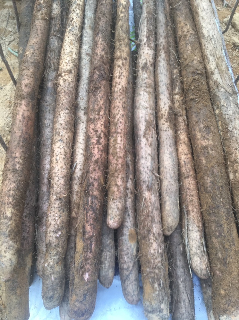 大量优质细叶山药淮山药品质好条形优口感细腻