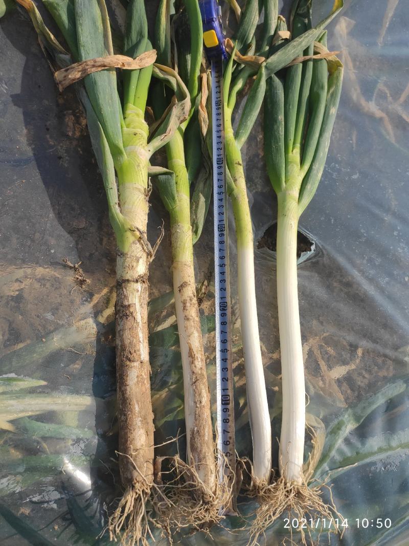 推荐铁杆大葱，货量充足，产地发货，品质好，欢迎合作