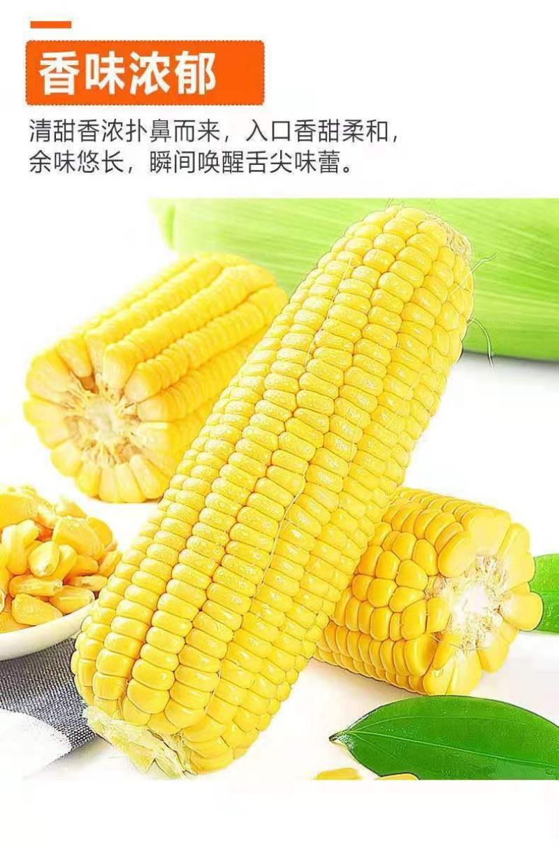 当季新鲜现摘广东生吃水果甜玉米芯棒子新鲜批发包邮。