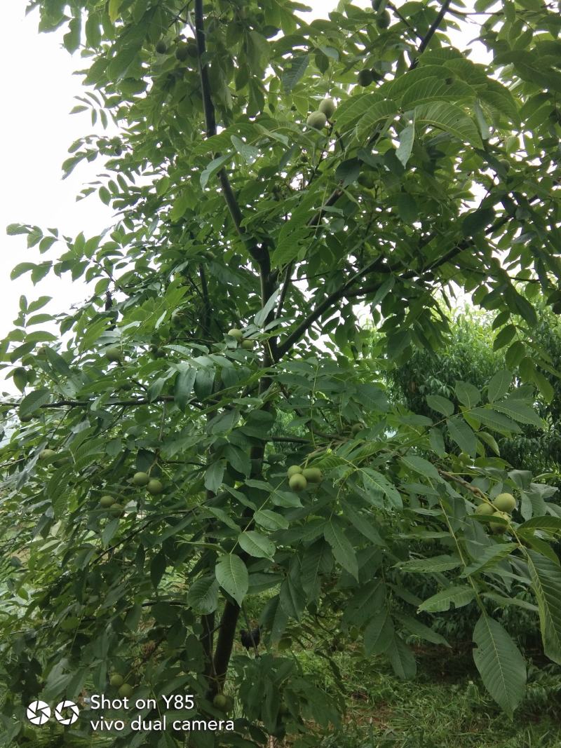 四川绵阳梓潼县盈利中果园（宗合用地)转让，欢迎洽谈。