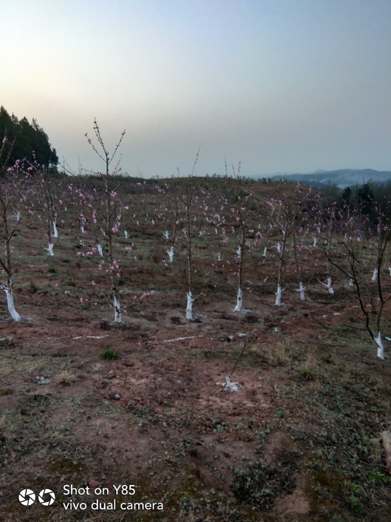 四川绵阳梓潼县盈利中果园（宗合用地)转让，欢迎洽谈。