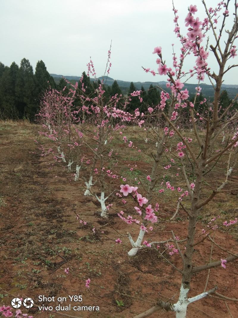 四川绵阳梓潼县盈利中果园（宗合用地)转让，欢迎洽谈。