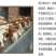 西门塔尔牛活苗肉牛犊活体牛仔活牛小牛西门塔尔肉牛犊