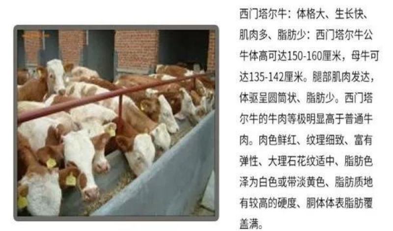 西门塔尔牛活苗肉牛犊活体牛仔活牛小牛西门塔尔肉牛犊