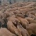 西门塔尔牛活苗肉牛犊活体牛仔活牛小牛西门塔尔肉牛犊