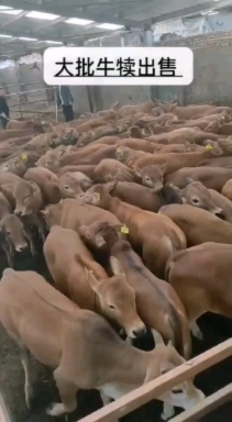西门塔尔牛活苗肉牛犊活体牛仔活牛小牛西门塔尔肉牛犊