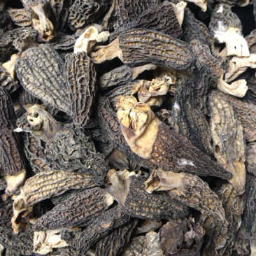 甘肃特产野生羊肚菌老百姓自己挖来的产品需要的朋友们联系我