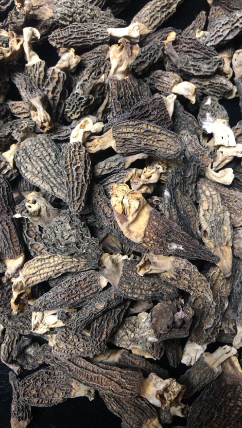 甘肃特产野生羊肚菌老百姓自己挖来的产品需要的朋友们联系我