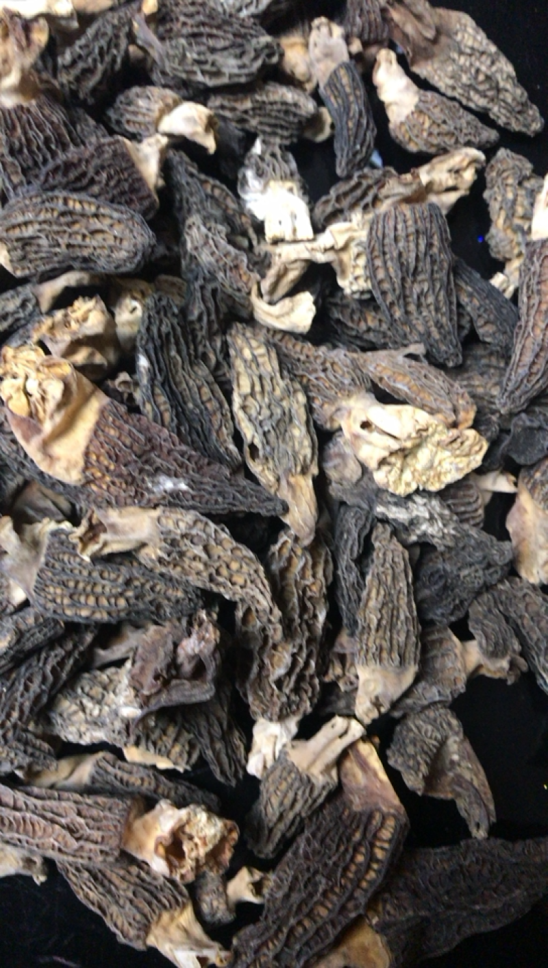 甘肃特产野生羊肚菌老百姓自己挖来的产品需要的朋友们联系我