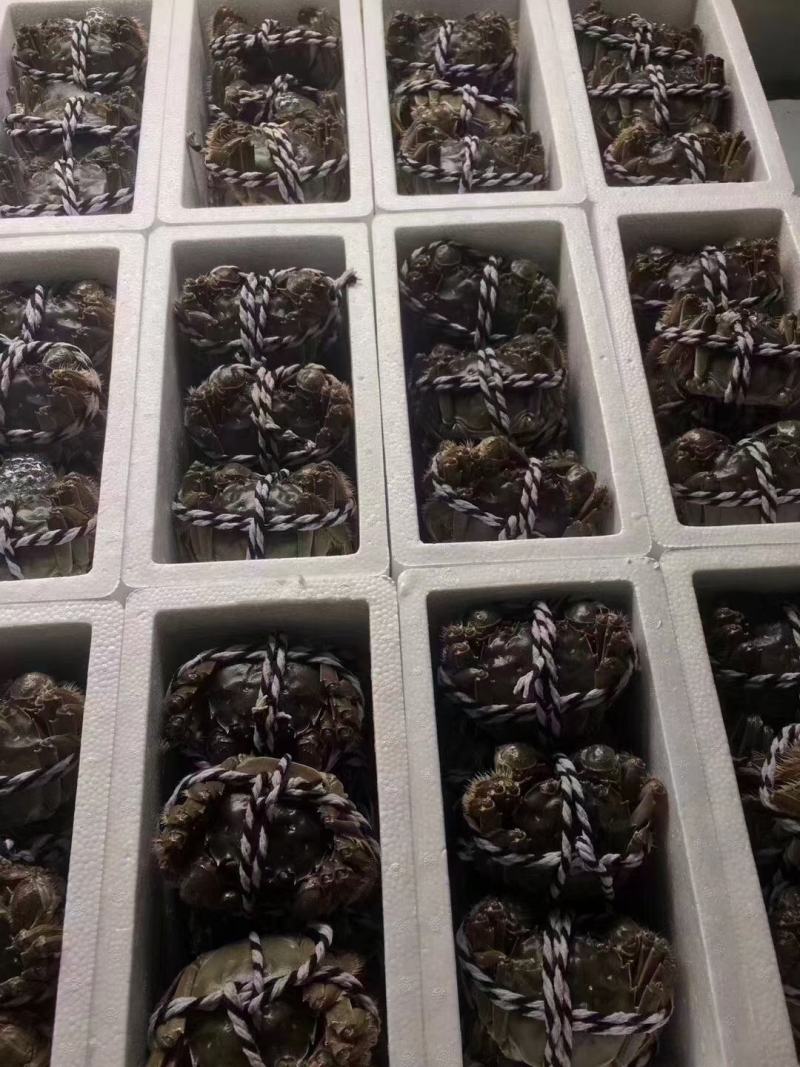江苏精品大闸蟹，中华绒鳌蟹