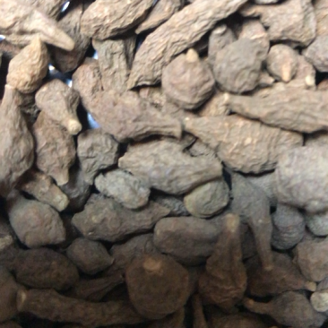 甘肃特产蕨麻老百姓自己挖来的产品需要的朋友们可以联系我了
