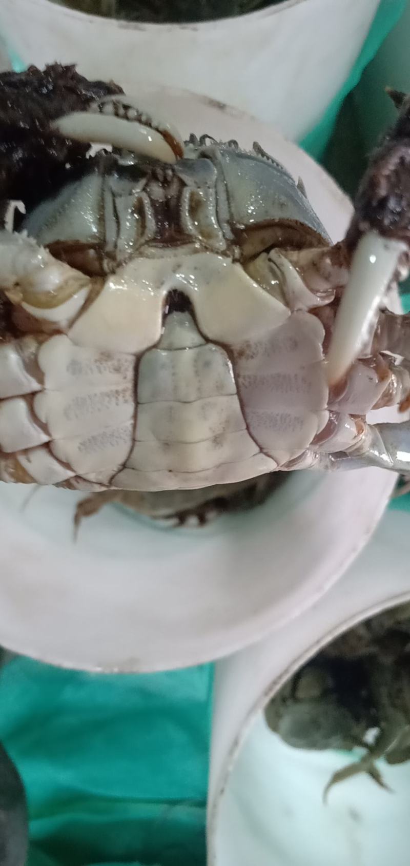 江苏精品大闸蟹中华绒鳌蟹