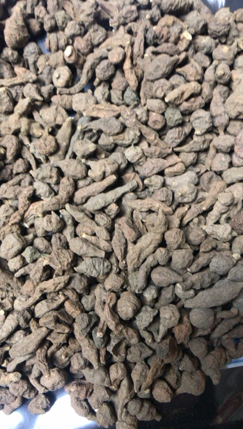 甘肃特产蕨麻老百姓自己挖来的产品需要的朋友们可以联系我了