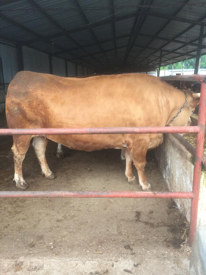 牛犊，西门塔尔牛牛犊，纯种西门塔尔牛牛犊，长势快，好饲养