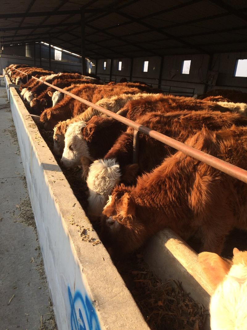 牛犊，西门塔尔牛牛犊，纯种西门塔尔牛牛犊，长势快，好饲养