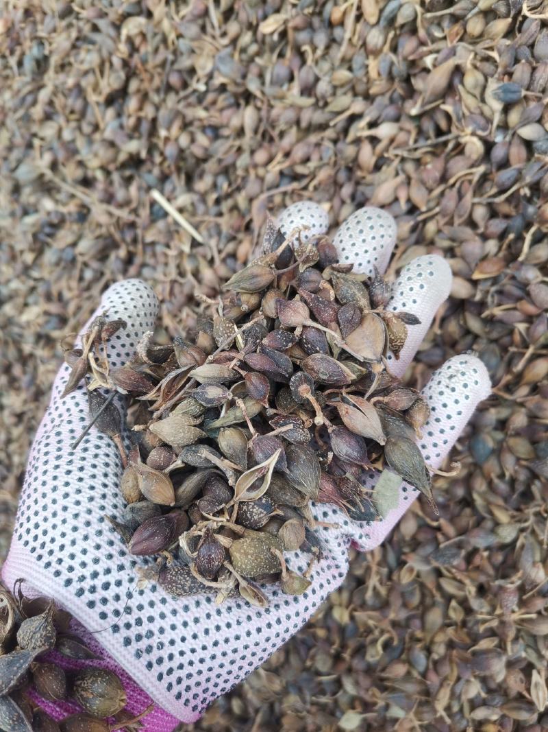 连翘水煮连翘大量批发产地一手货源