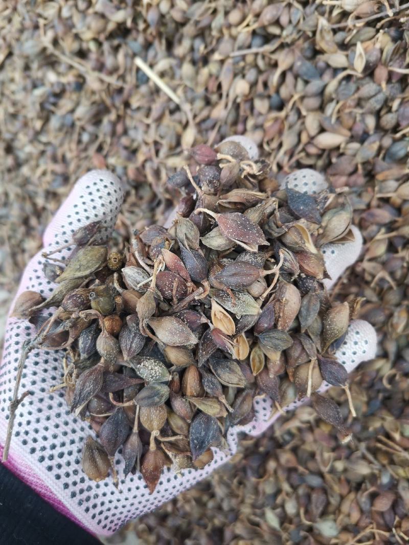 连翘水煮连翘大量批发产地一手货源