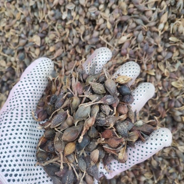 连翘水煮连翘大量批发产地一手货源