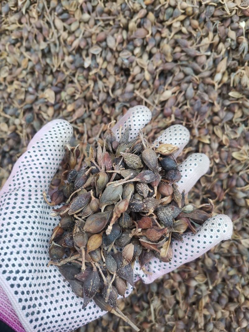 连翘水煮连翘大量批发产地一手货源