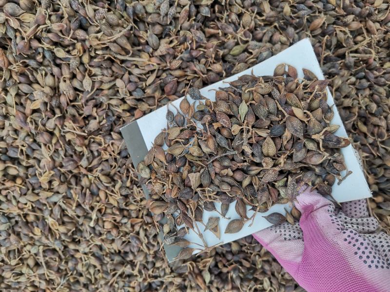 连翘水煮连翘大量批发产地一手货源