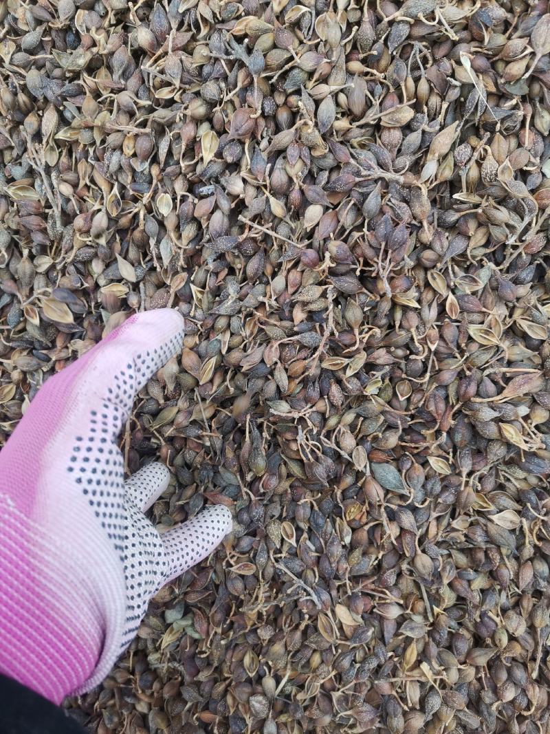 连翘水煮连翘大量批发产地一手货源