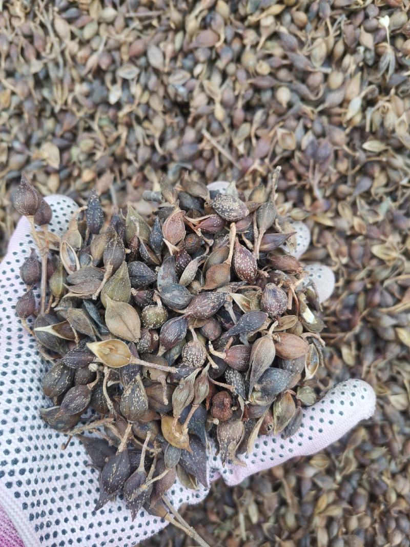 连翘水煮连翘大量批发产地一手货源