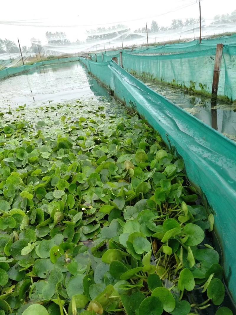 养殖网箱，龙虾养殖网箱，泥鳅养殖网箱，水蛭养殖网箱，养殖
