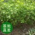 金叶银杏树苗大树小苗白果活苗拆迁占地庭院盆栽绿化苗