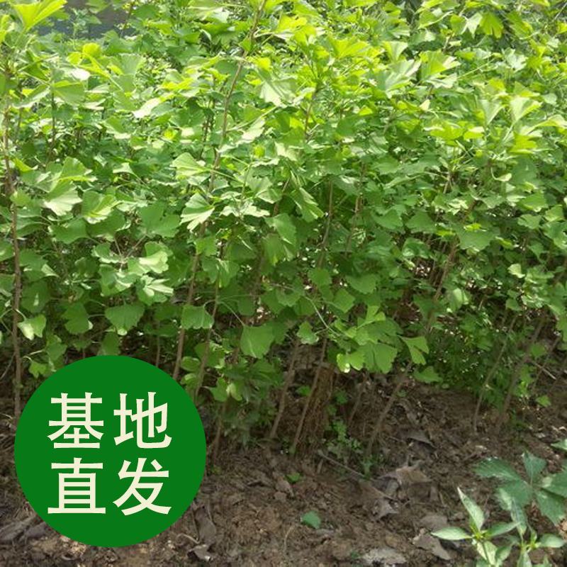 金叶银杏树苗大树小苗白果活苗拆迁占地庭院盆栽绿化苗
