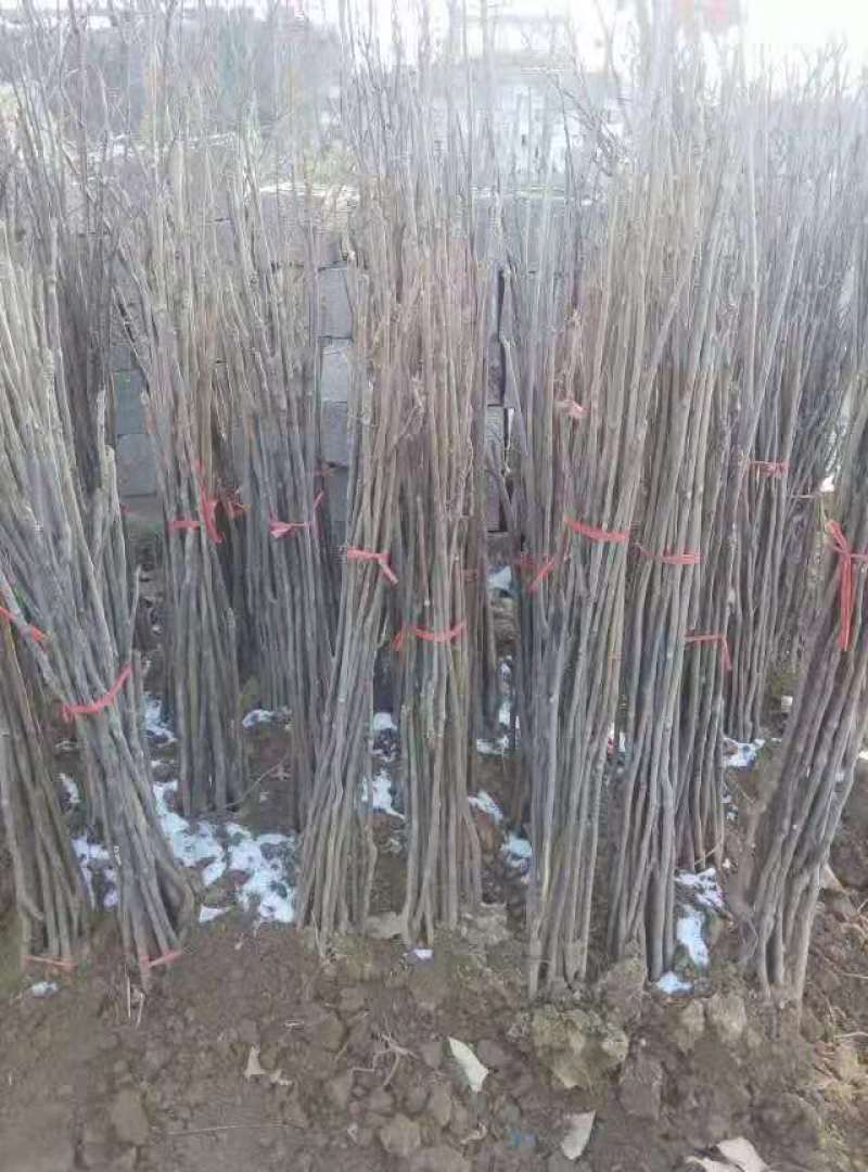 优质红油香椿苗香椿苗基地直供量大从优诚信