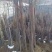 优质红油香椿苗香椿苗基地直供量大从优诚信
