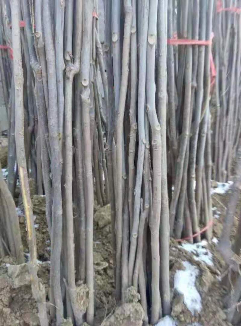 优质红油香椿苗香椿苗基地直供量大从优诚信