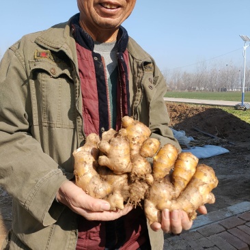 生姜黄姜窖藏去泥无加工