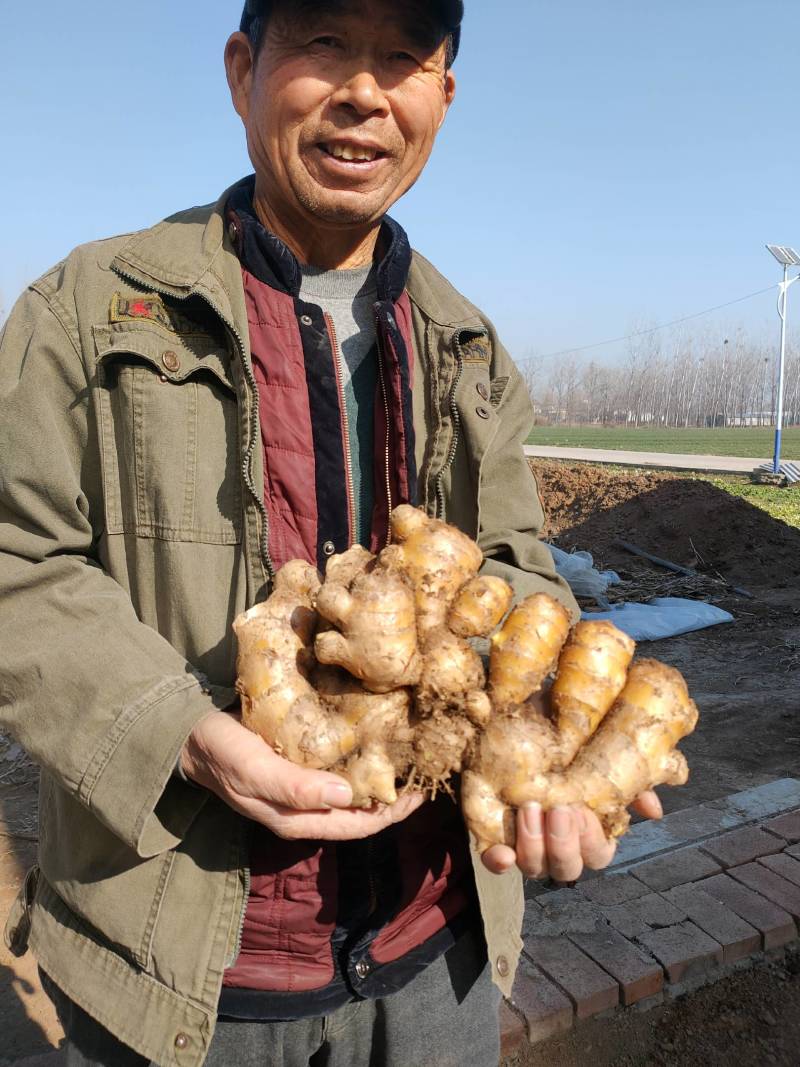 生姜黄姜窖藏去泥无加工