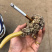 三七烟斗三七工艺品送礼送长辈送朋友佳选