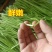 新鲜蔬菜芦蒿泥蒿藜蒿零售批发三斤包邮全国发货