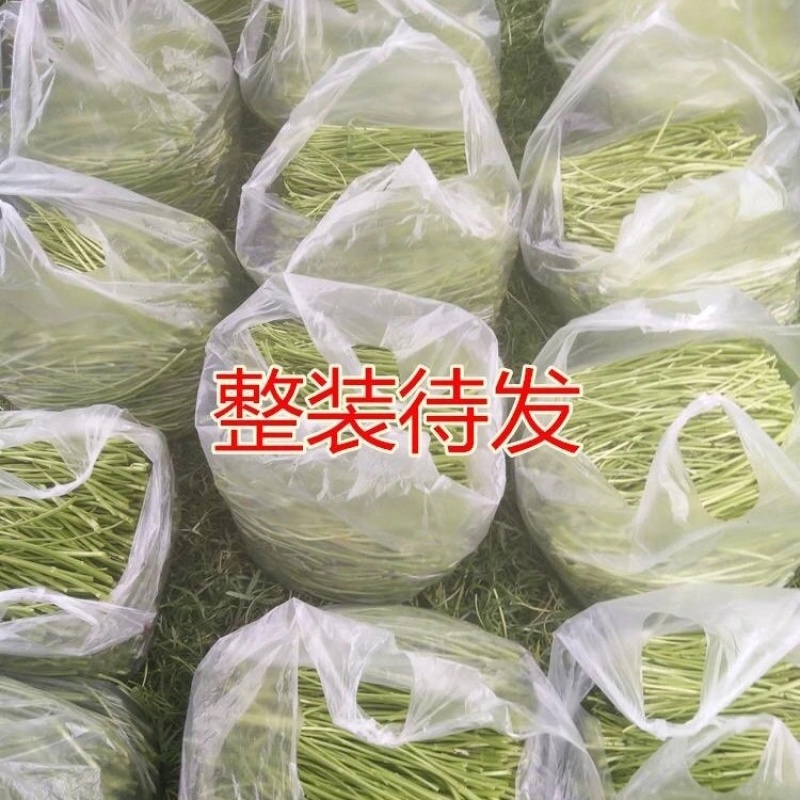 新鲜蔬菜芦蒿泥蒿藜蒿零售批发三斤包邮全国发货