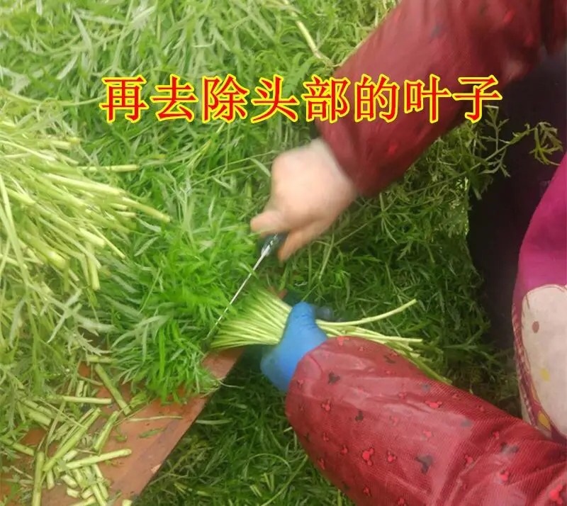 新鲜蔬菜芦蒿泥蒿藜蒿零售批发三斤包邮全国发货