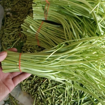 新鲜蔬菜芦蒿泥蒿藜蒿零售批发三斤包邮全国发货