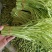 新鲜蔬菜芦蒿泥蒿藜蒿零售批发三斤包邮全国发货