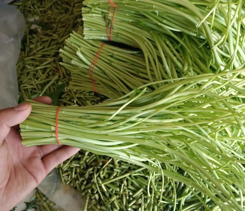 新鲜蔬菜芦蒿泥蒿藜蒿零售批发三斤包邮全国发货